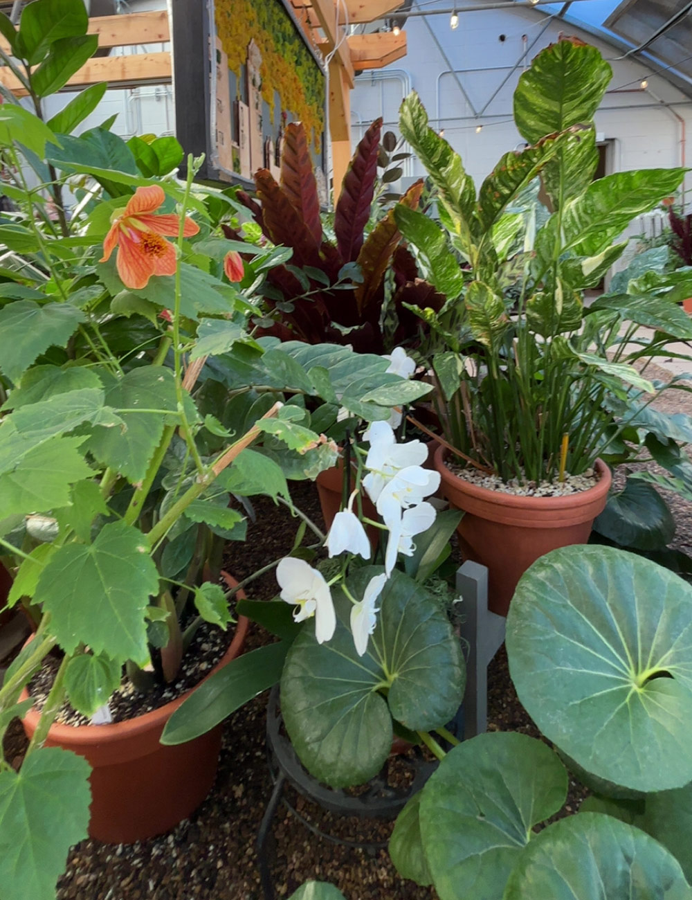 grouping of interesting foliage plants in containers