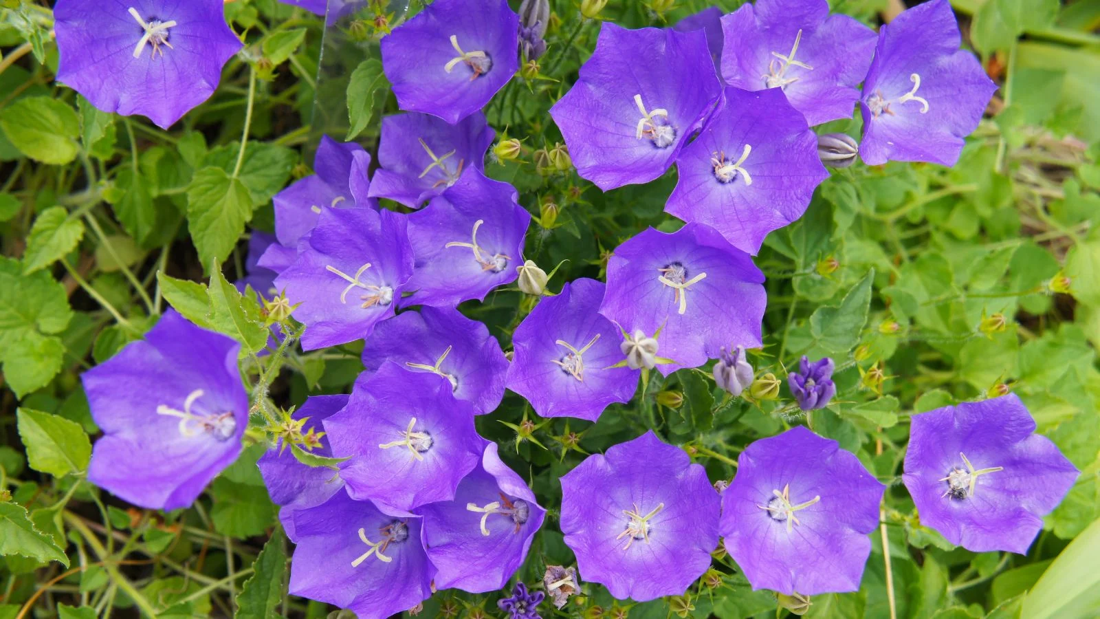 a close-up and overhead shot of vibrant purple colored flower of the tussock bellflower, alongside their green leaves in a well lit area