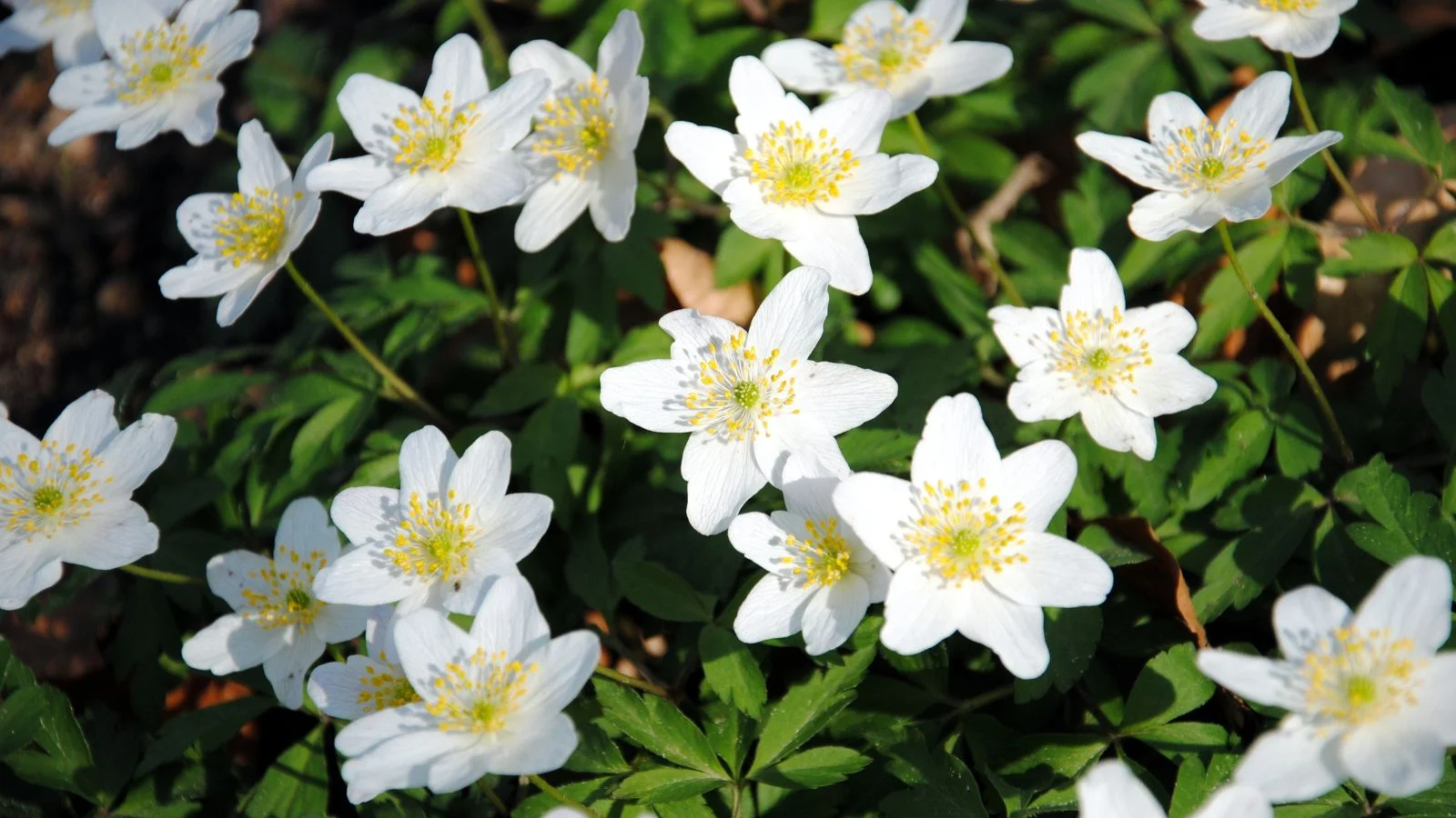 a close-up and overhead shot of a composition of white flowers with yellow upright stamens, alongside green leaves in a well lit area outdoors