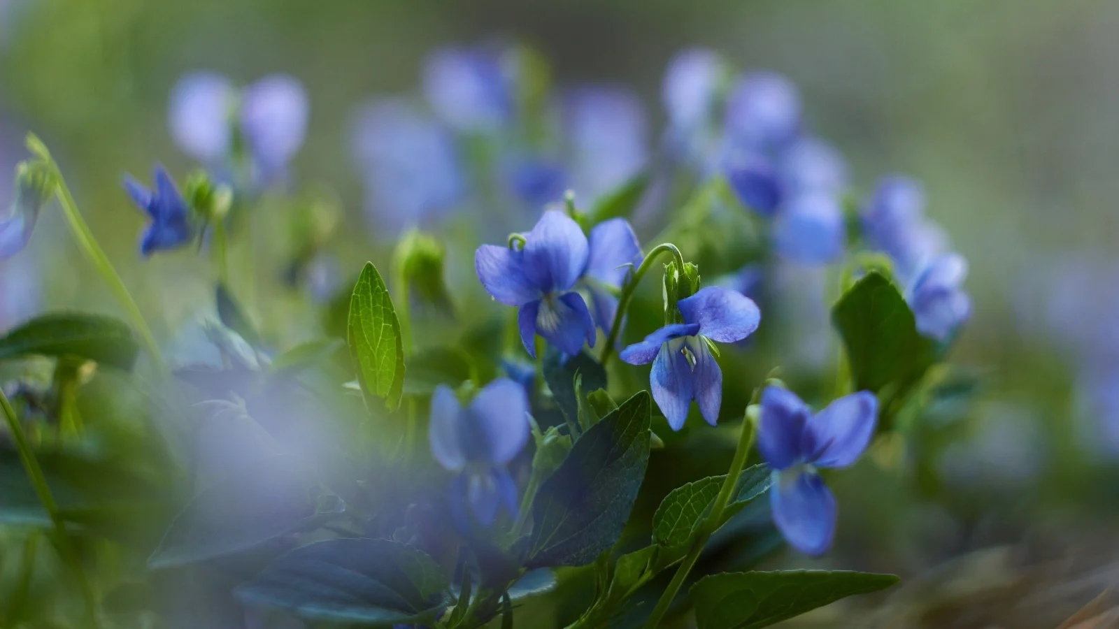 a close-up shot of the viola sororia with heart-shaped green leaves and small deep blue flowers with five slightly curved petals.