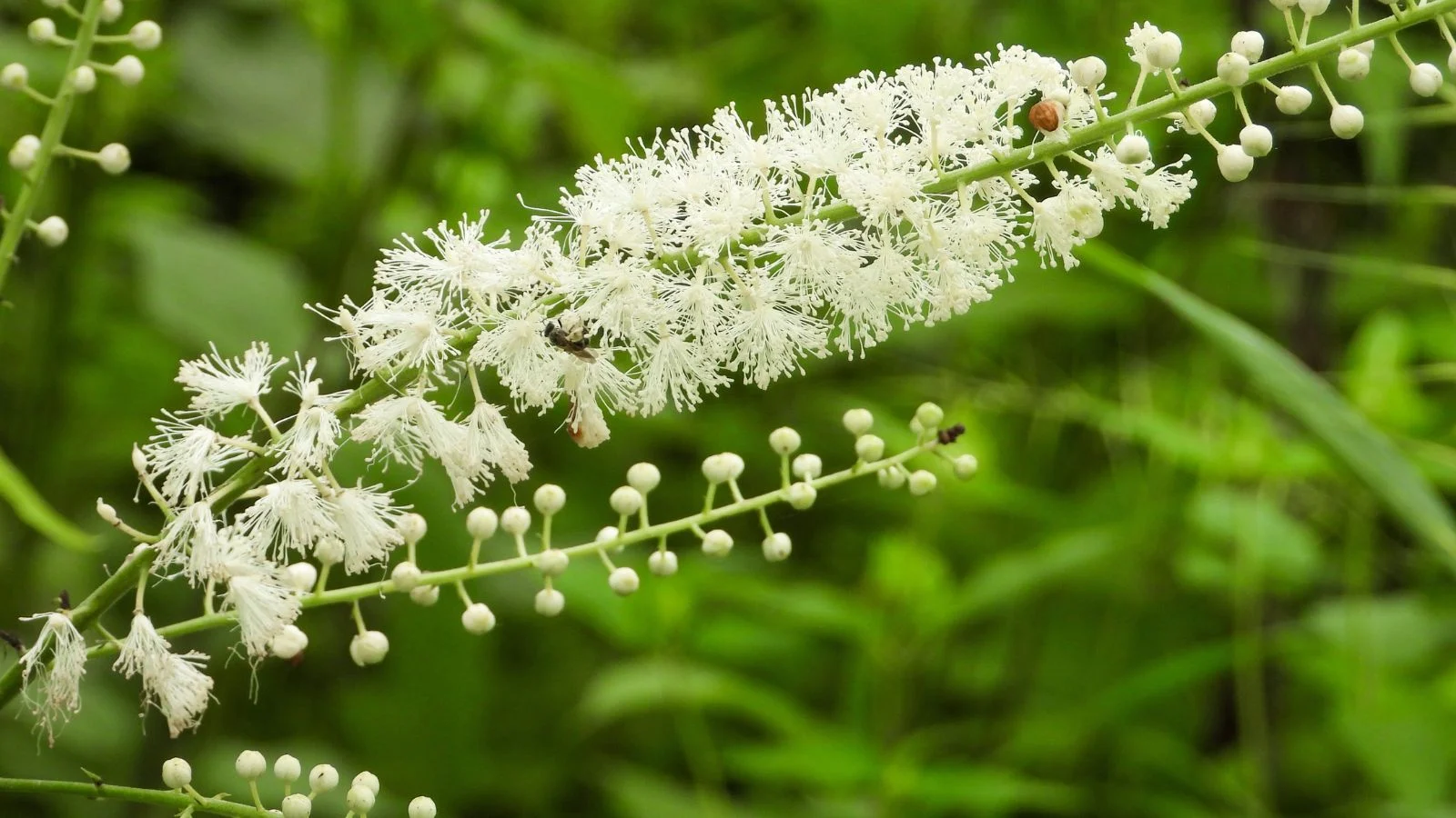 a close-up shot of frizzy, foamy white colored flowers, along a sturdy green stem of the black snakeroot