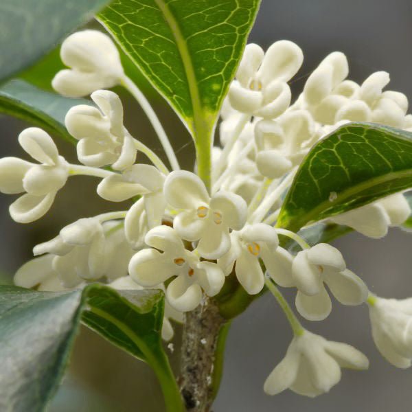 9 fragrant plants that will perfume your garden all summer 1 fragrant tea olive sweet osmanthus - #3 container