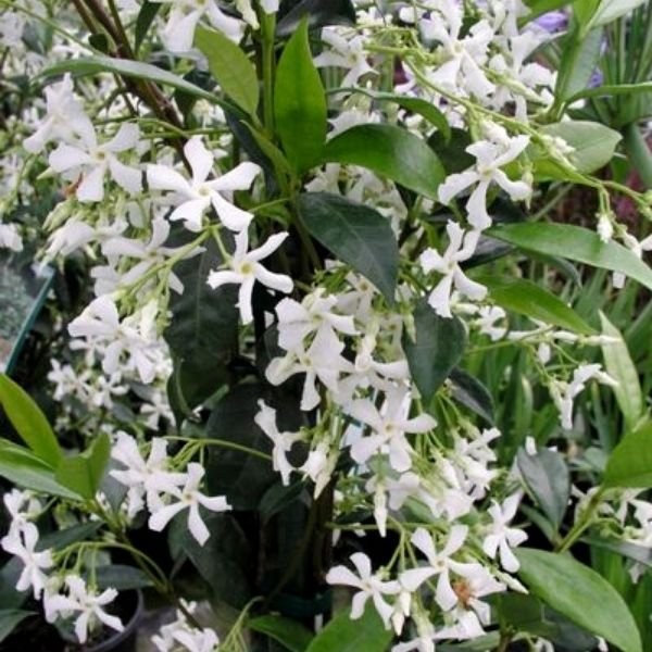 9 fragrant plants that will perfume your garden all summer 3 star jasmine - quart container