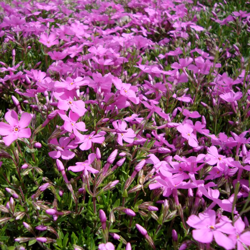 9 fragrant plants that will perfume your garden all summer 4 emerald pink creeping phlox - quart container