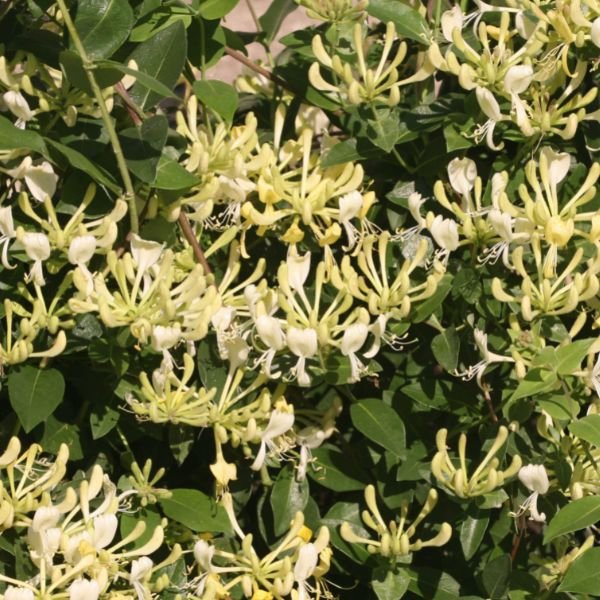 9 fragrant plants that will perfume your garden all summer 6 scentsation honeysuckle vine - quart container