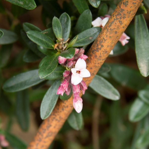 9 fragrant plants that will perfume your garden all summer 7 eternal fragrance daphne - #1 container