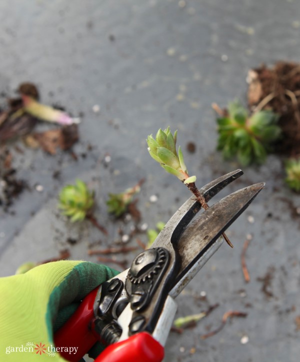 trimming succulent offshoots via gardentherapy.ca snipping succulents for propagation