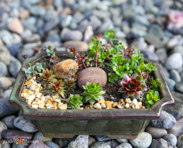 small planter with succulents via gardentherapy.ca succulent planter