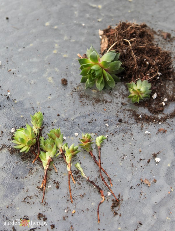 dividing succulents via gardentherapy.ca dividing succulents