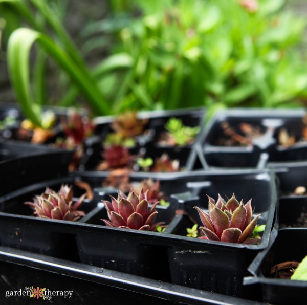 propagating succulents via gardentherapy.ca succulents to propagate