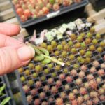 How to Multiply Succulents Through Easy Home Plant Propagation