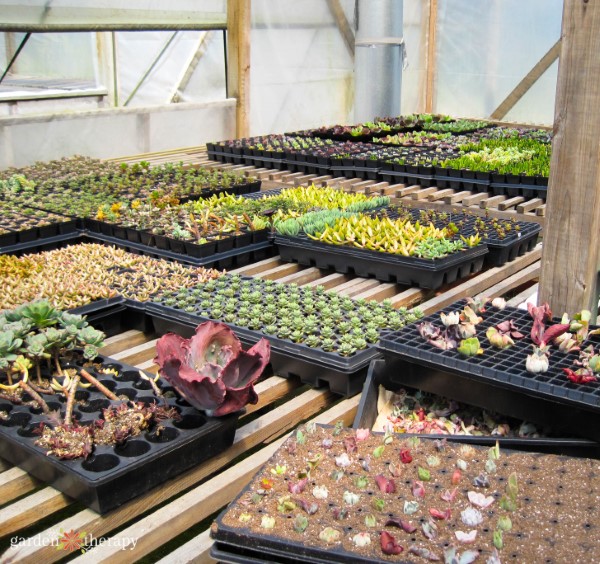 how to multiply succulents through easy home plant propagation 22 succulents ready for dividing