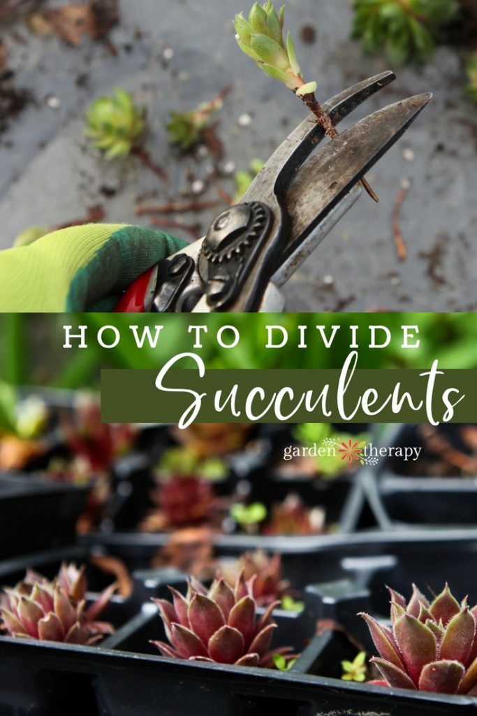 how to multiply succulents through easy home plant propagation 24 how to divide succulents
