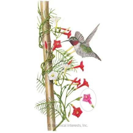 funny valentine blend cypress vine seeds