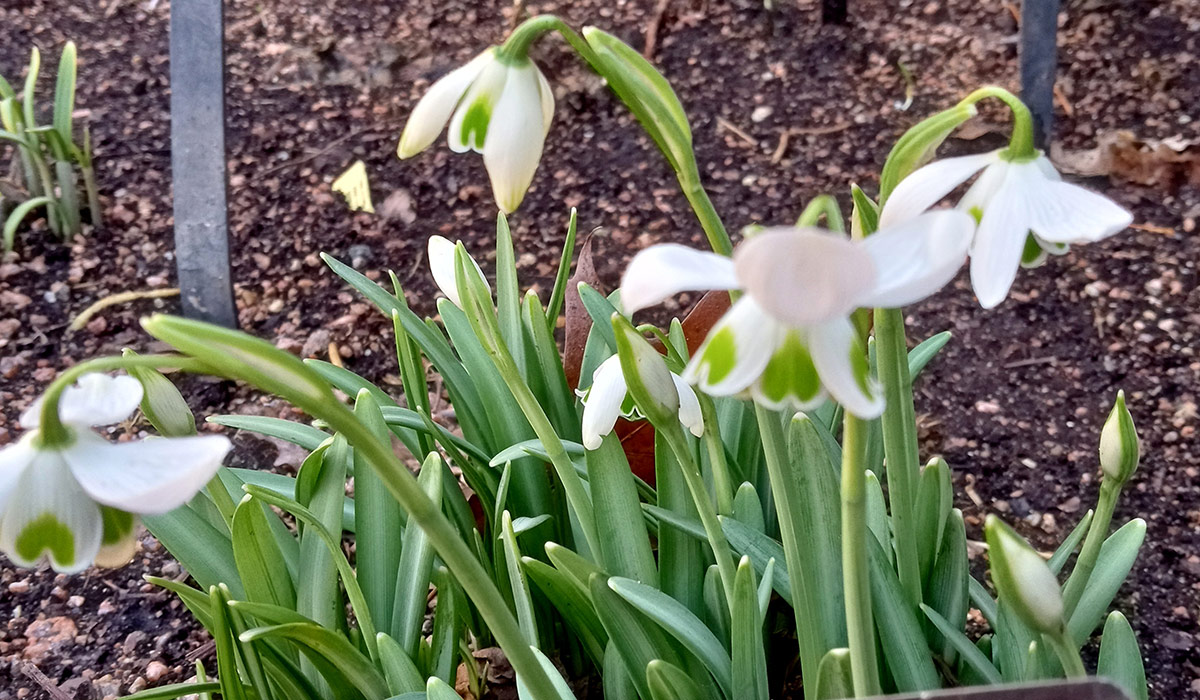 galanthus nivalis 'sam arnott