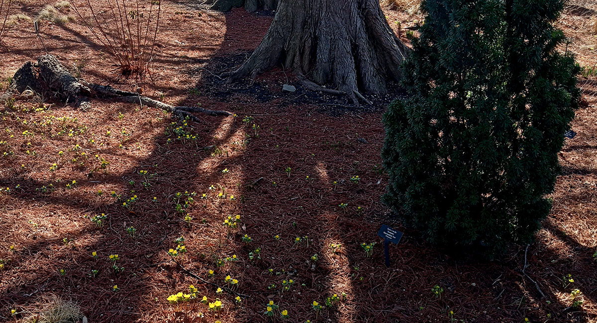 winter aconite in shade of tree