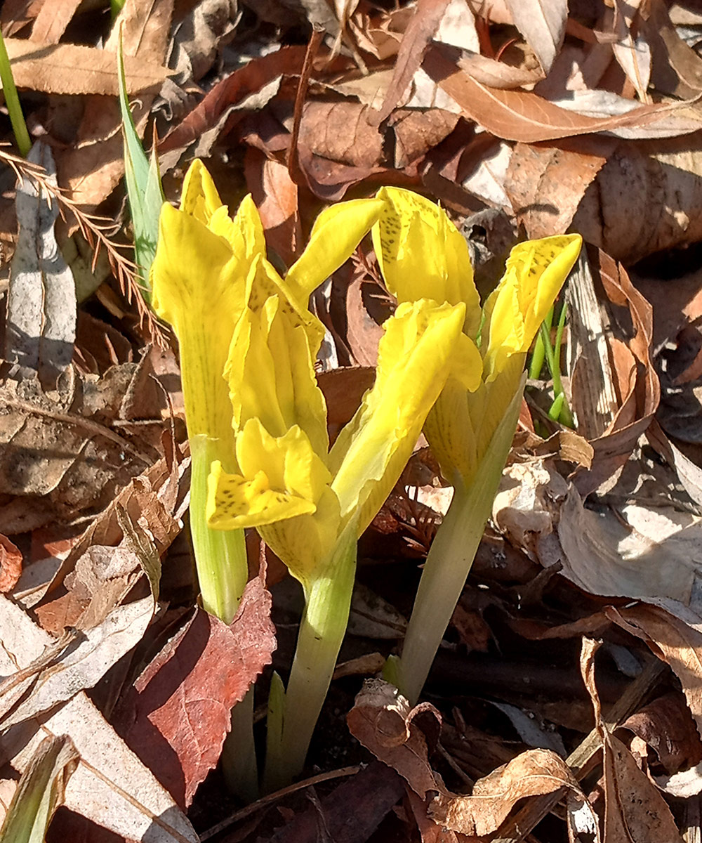 iris reticulata sunshine