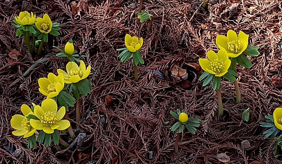 eranthis hyemalis