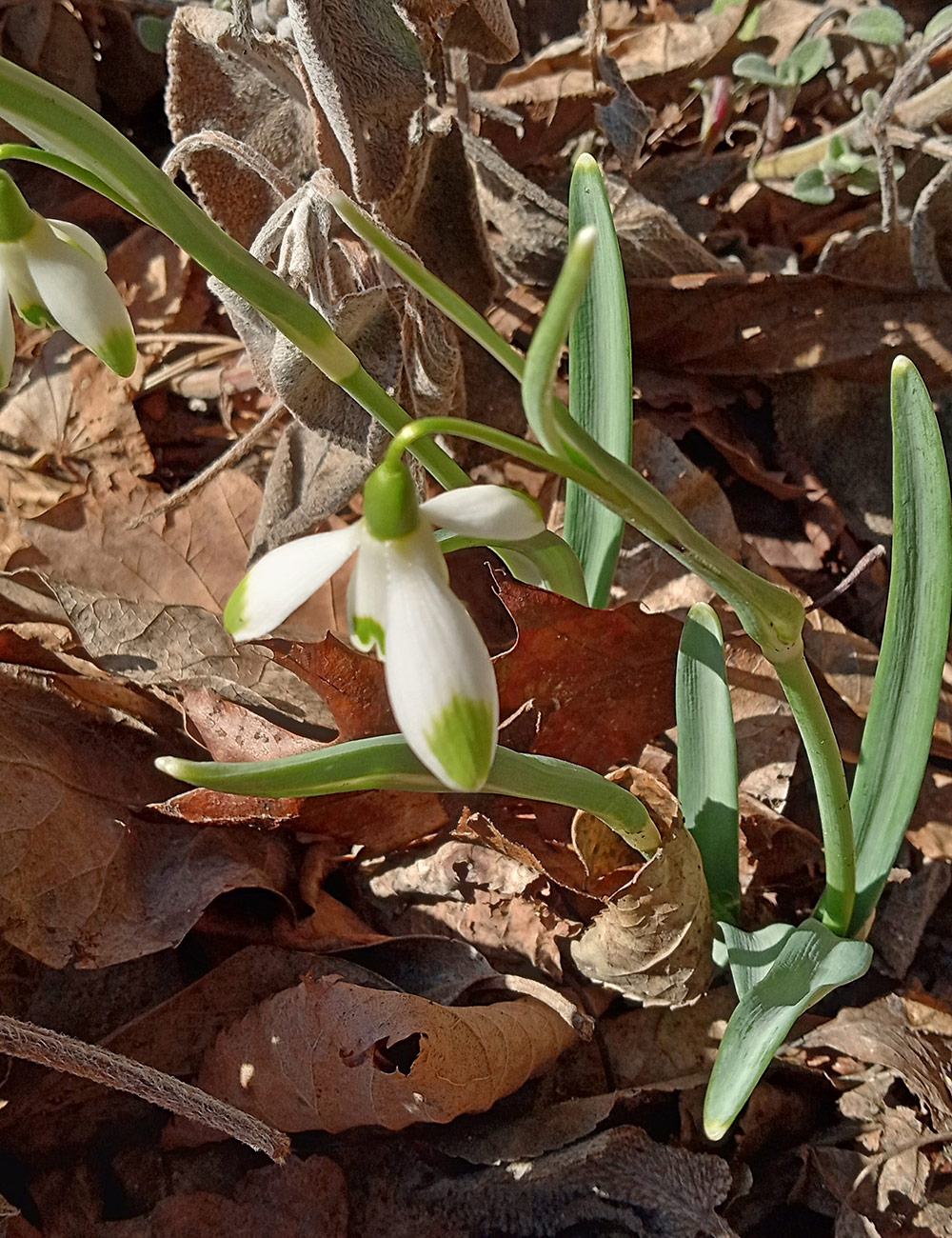 galanthus nivalis viridi-apice