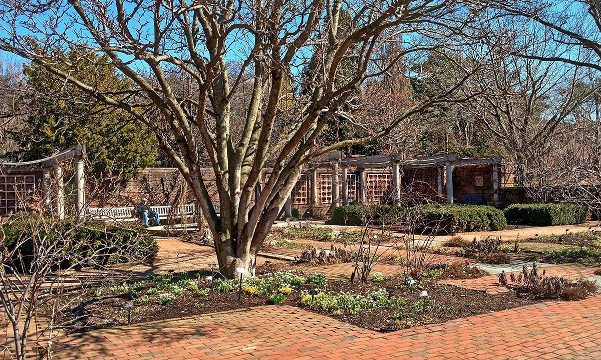 alexandrina saucer magnolia with early flowers below