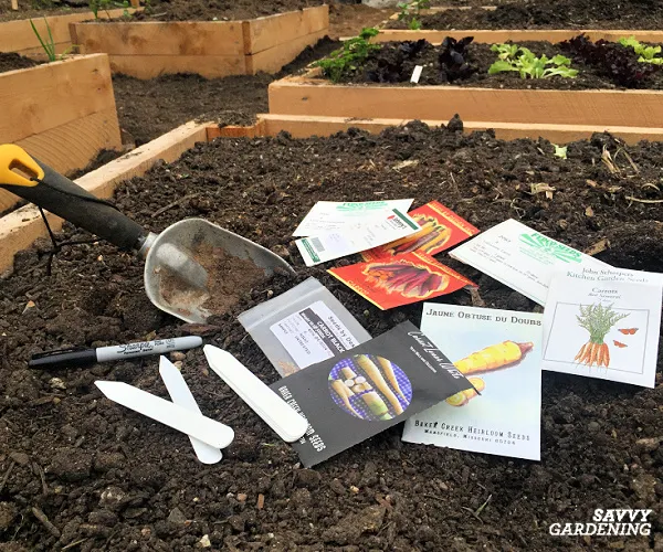 planting carrot seeds