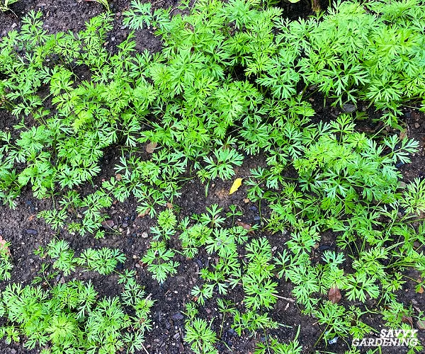 carrot seedlings in a garden bed
