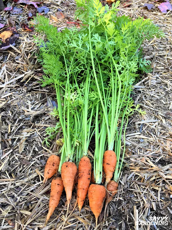 carrots in a garden