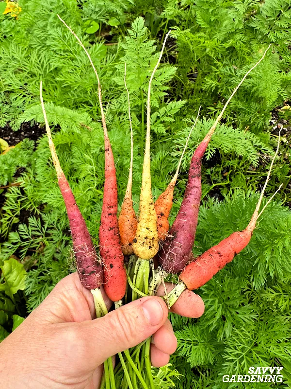 baby carrots