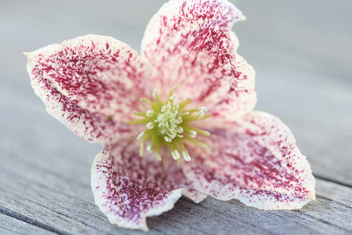 a close up horizontal image of a single clematis 'freckles' flower set on a wooden surface.