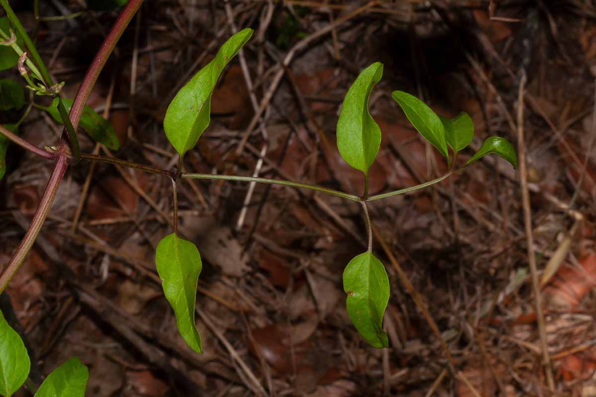 a close up horizontal image of evergreen clematis vines in the garden.