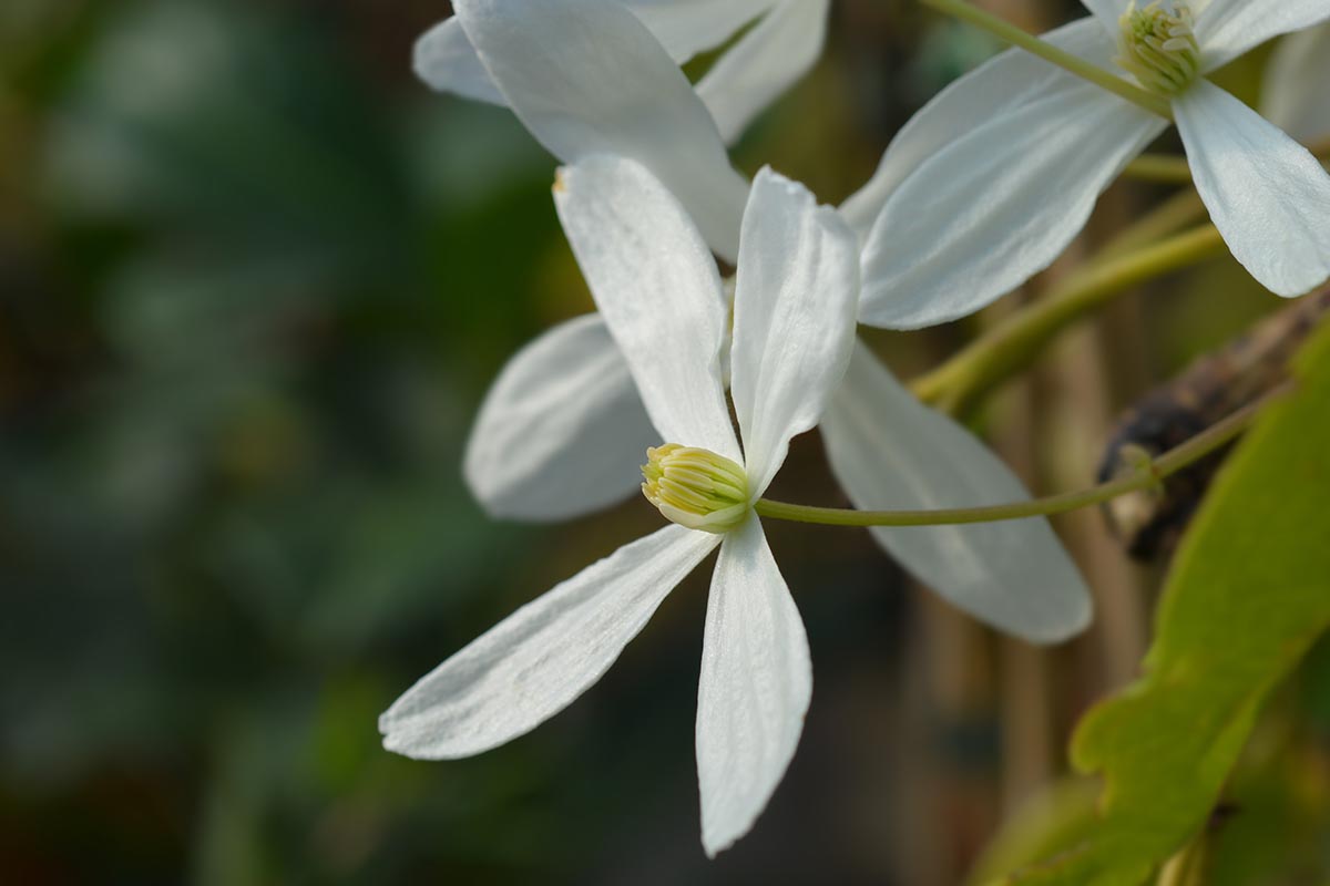 a close up horizontal image of white 'snowdrift' flowers growing in the garden pictured on a soft focus background.