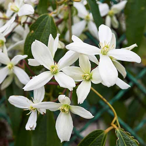 a close up square image of the flowers of 'snowdrift' clematis growing in the garden.