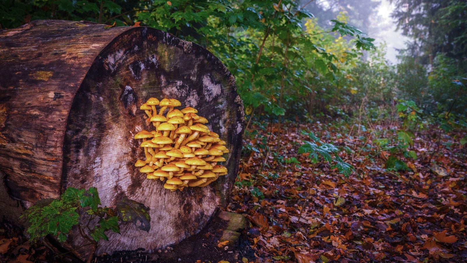 a close-up shot of a wooden stump with developing copper colored fungi on its side, all situated in a well lit area outdoors