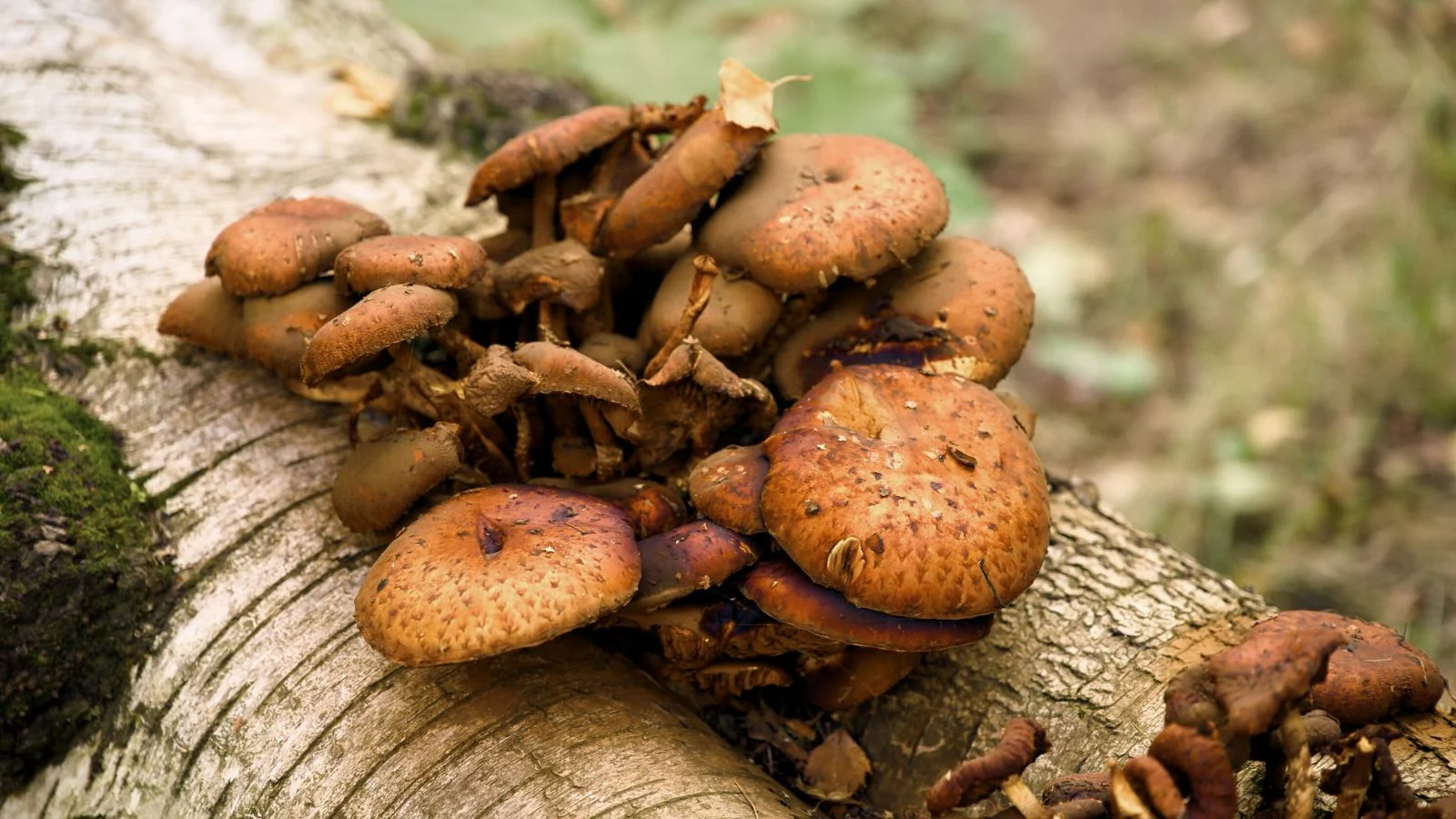 a close-up shot of wooden trunk with a developing cluster of brown-copper colored fungi, all situated in a well lit area outdoors