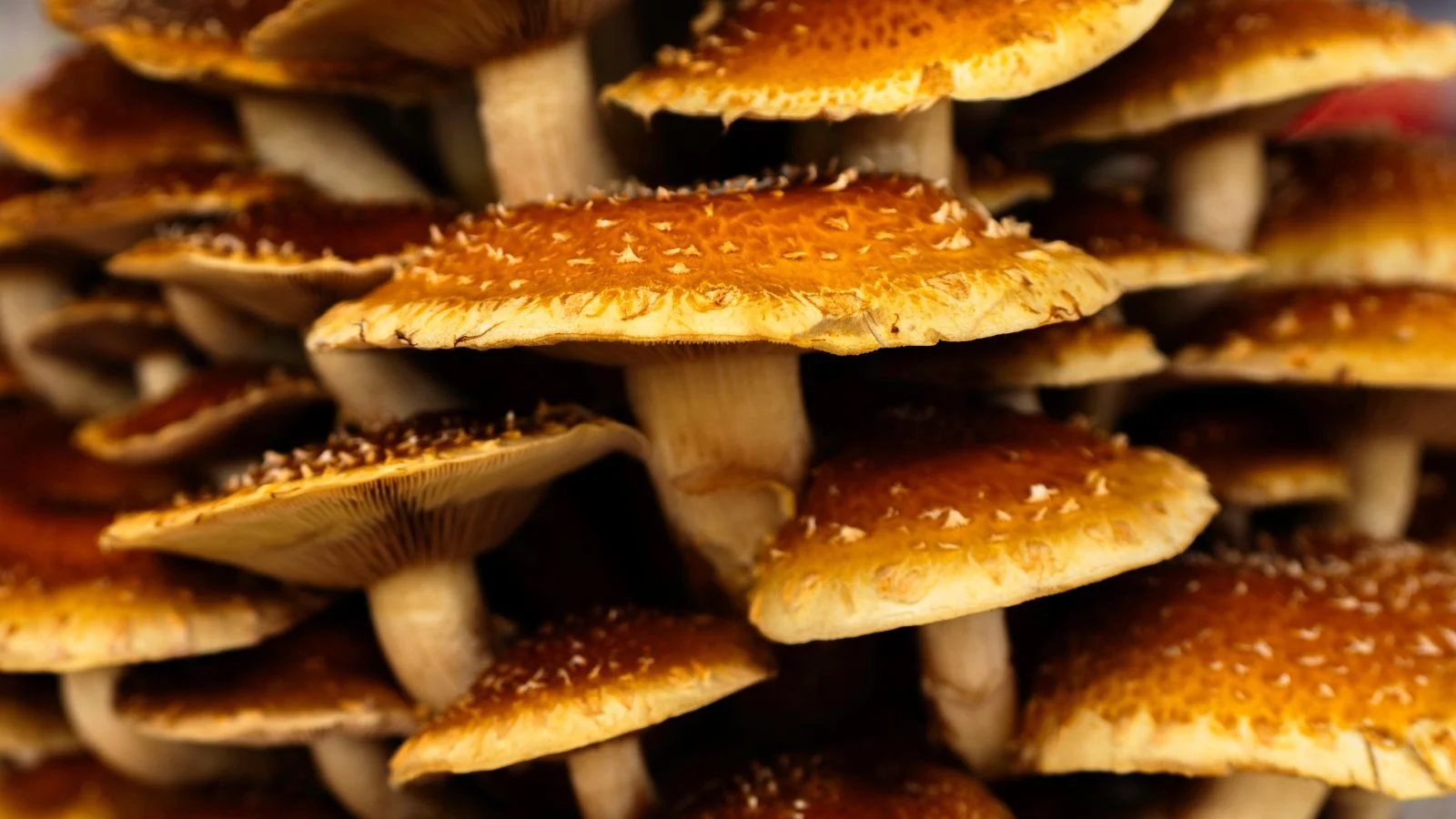 a close-up shot of a stack of flat copper-brown colored fungi, all situated in a well lit area indoors