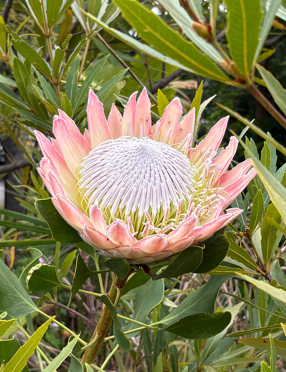 protea cynaroides flower