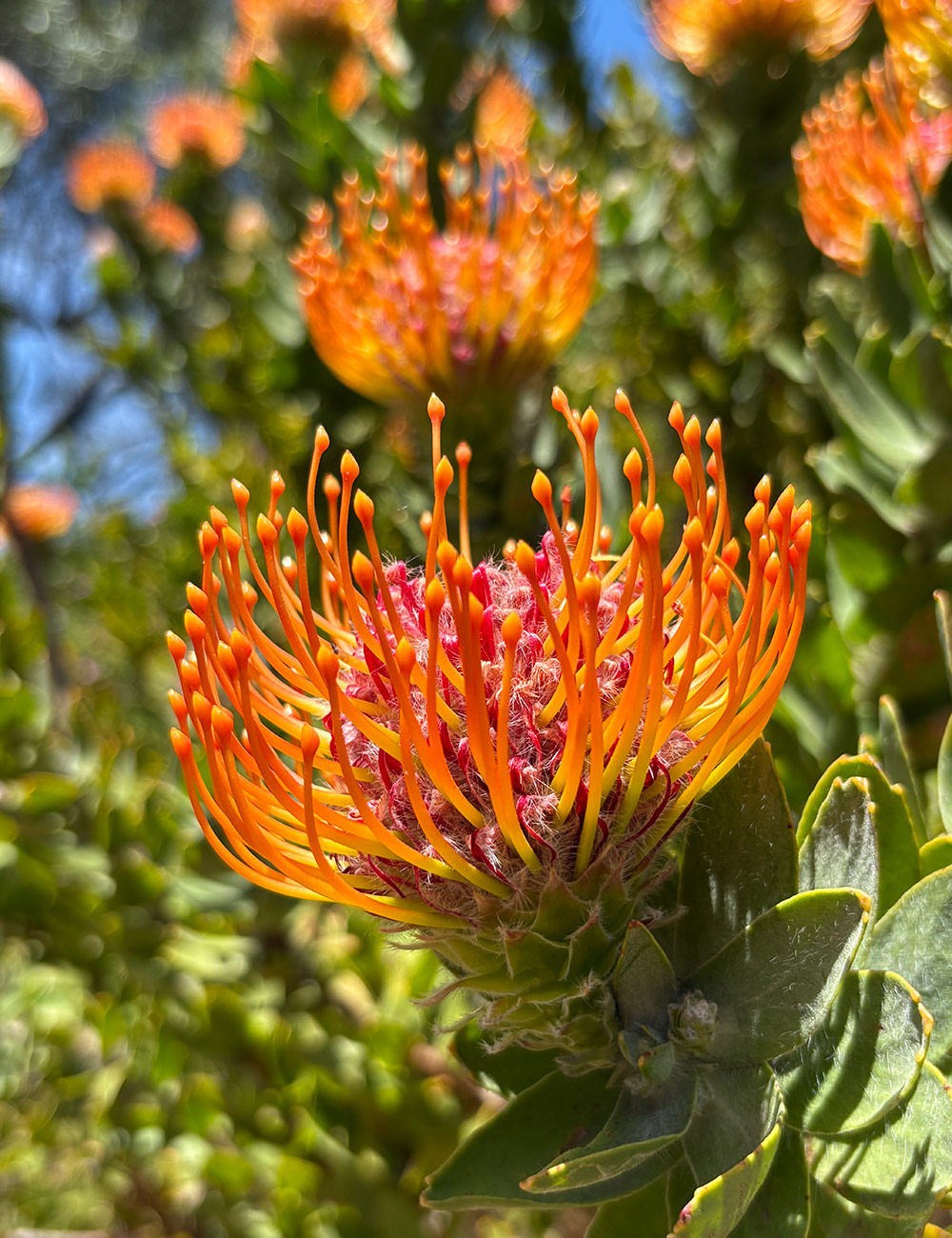 orange pincushion protea flower
