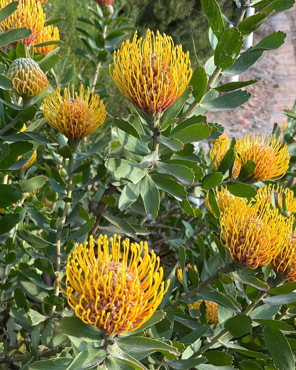 bright yellow leucospermum flowers