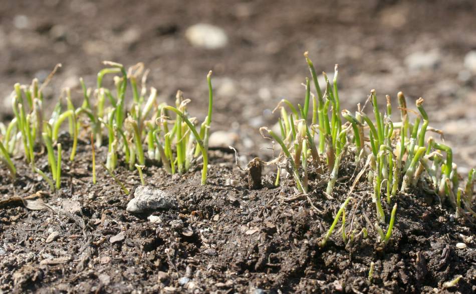 plant spring onions