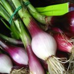 How to Plant Spring Onions? How to Plant Spring Onions?