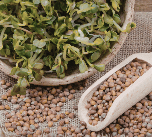 using homegrown sprouts