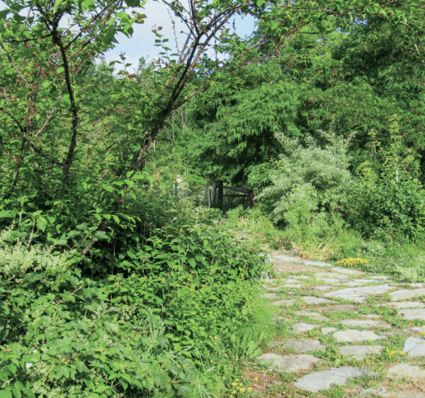 edible forest gardens: creating a plant grouping 3 plant grouping