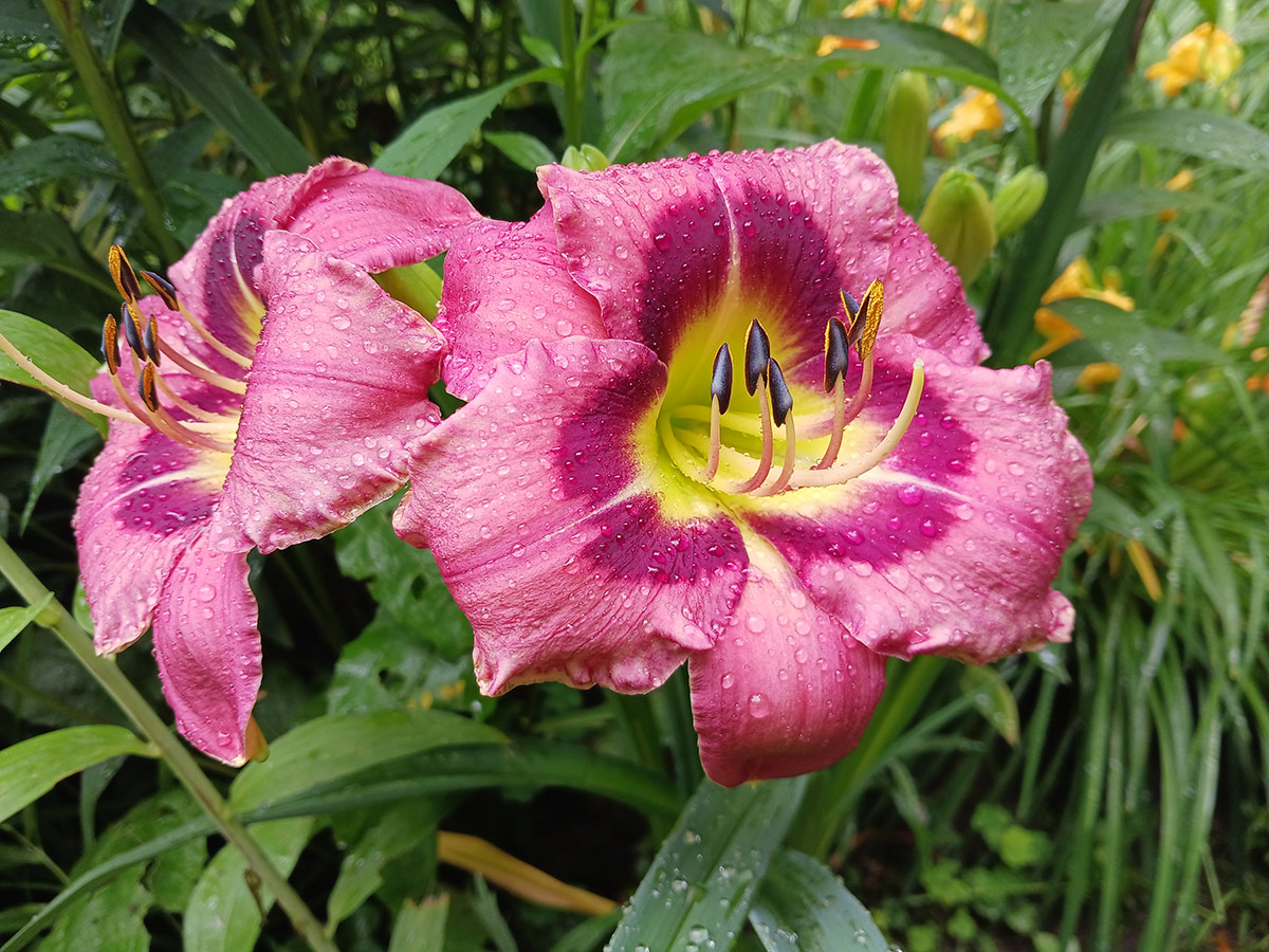 close up of berry colored daylilies 