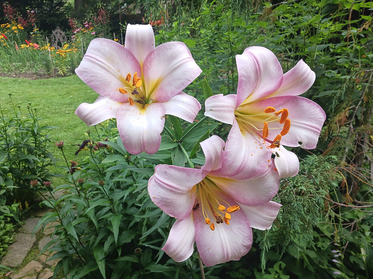 close up of light pink lilies