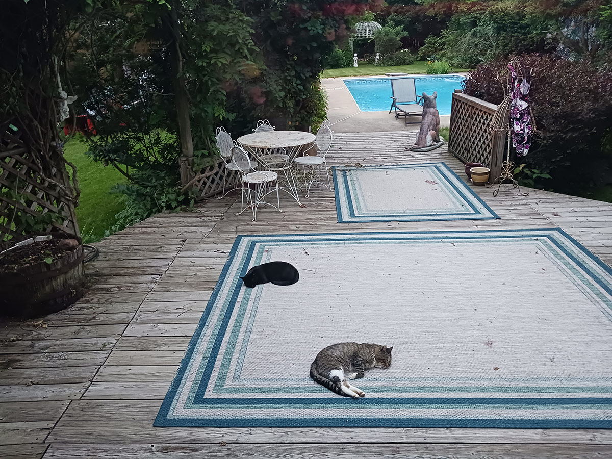 two cats laying on outdoor carpet on patio