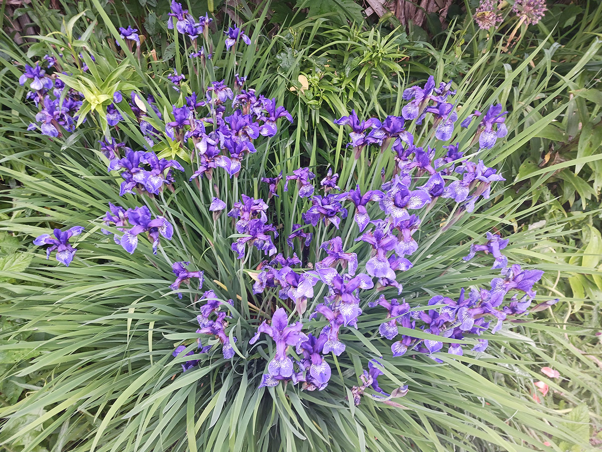 close up of purple irises 