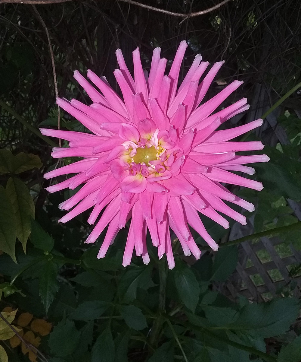 spiky bright pink dahlia flower at night