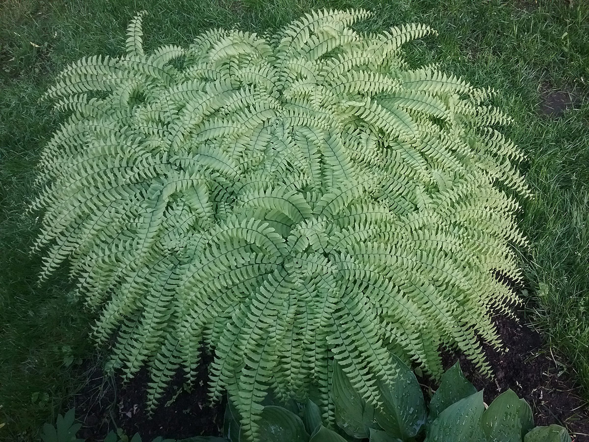 clump of large green fern