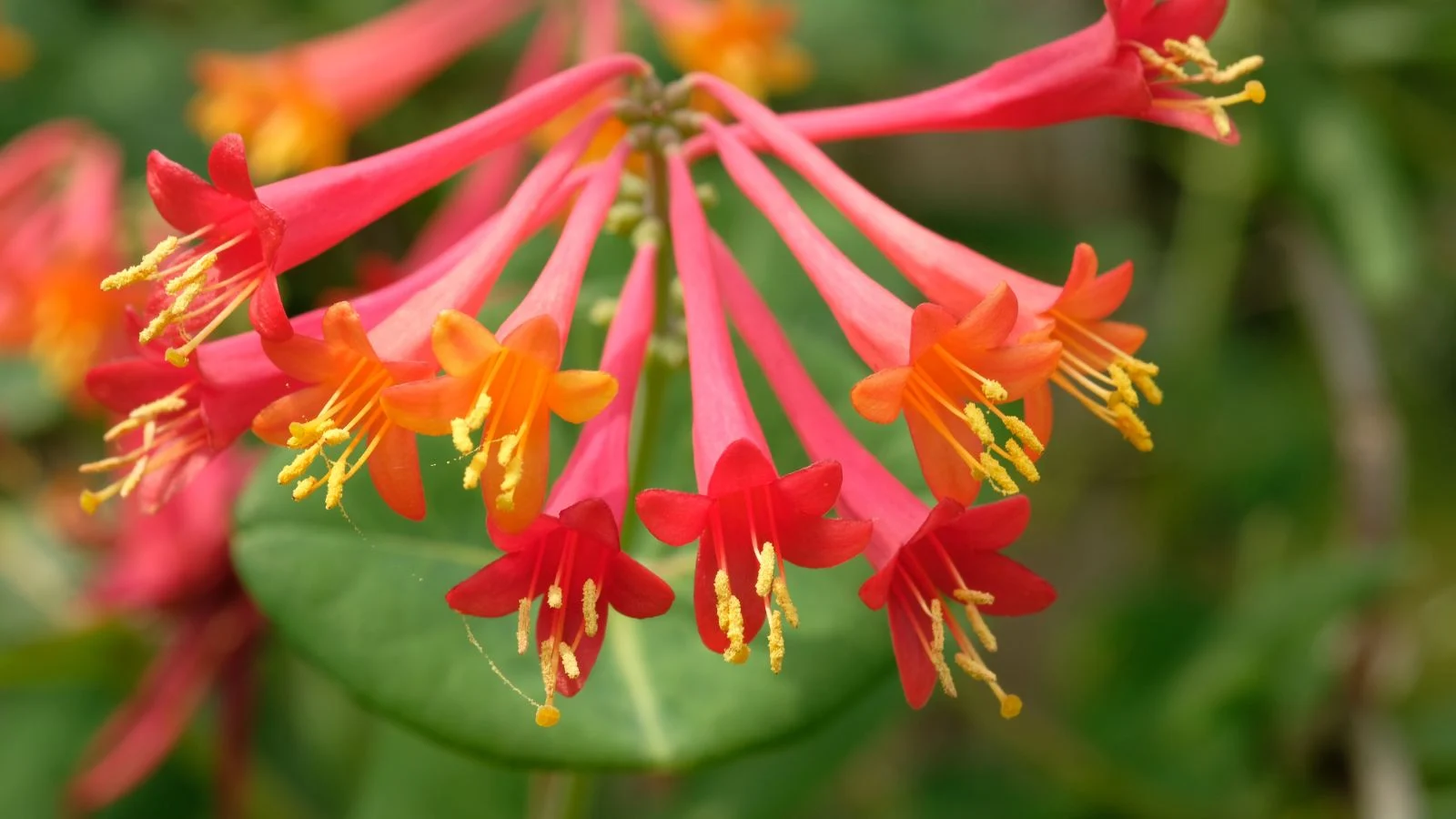 a close-up shot of clusters of red colored, tubular flowers with yellow stamens of the coral honeysuckle