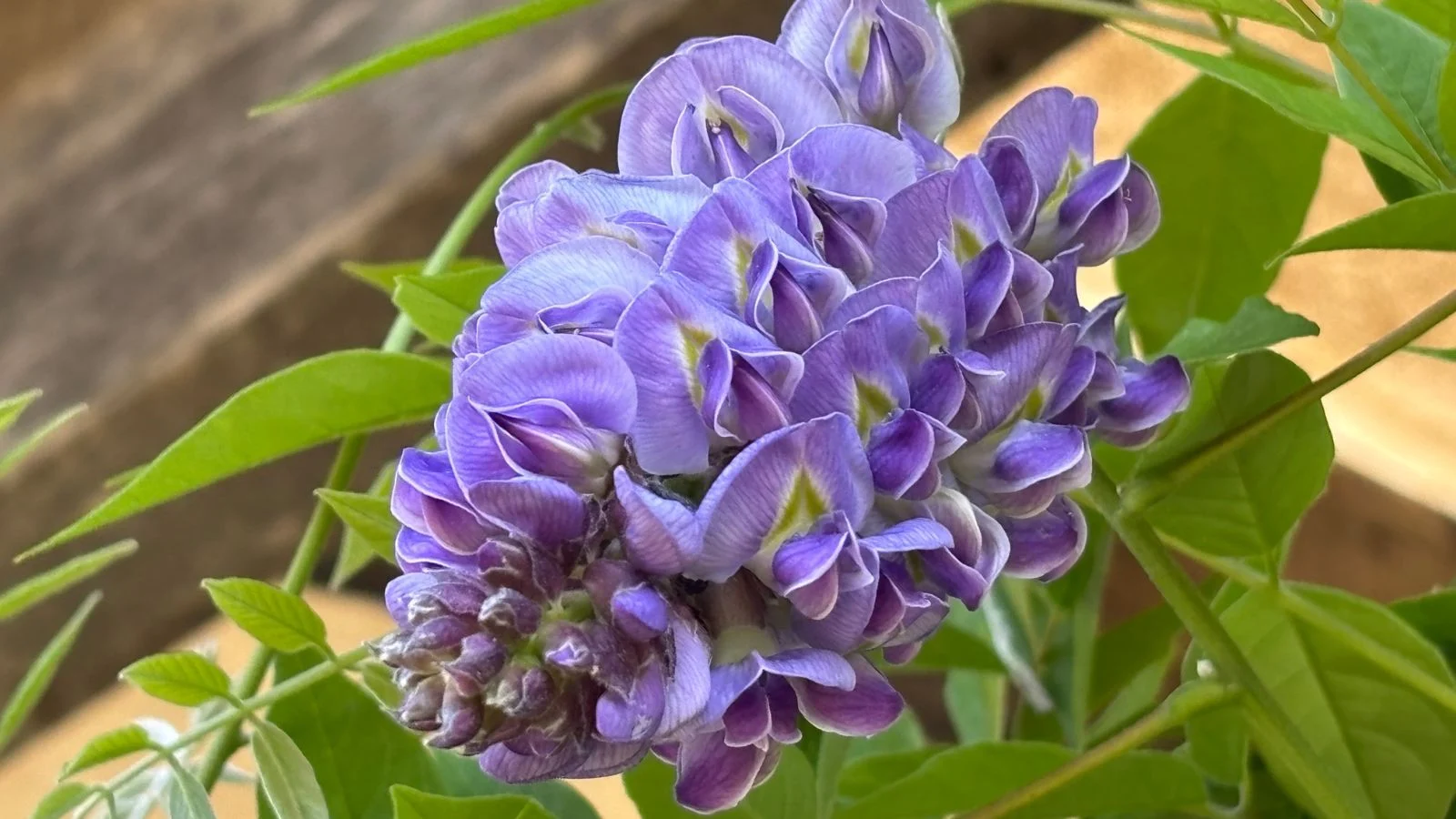 a closer-up shot of a cluster of vibrant lilac colored blooms, growing alongside its green leaves on woody branches of the amethyst falls wisteria